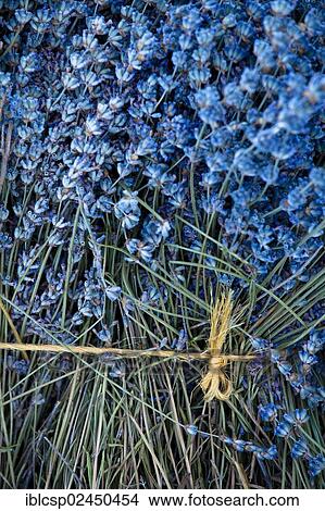 Picture - "Freshly harvested Lavender (Lavandula angustifolia), near Sault and Aurel, Chemin des Lavandes, Provence-Alpes-Cote d'Azur, Southern France, France, Europe, PublicGround, Europe". Fotosearch
