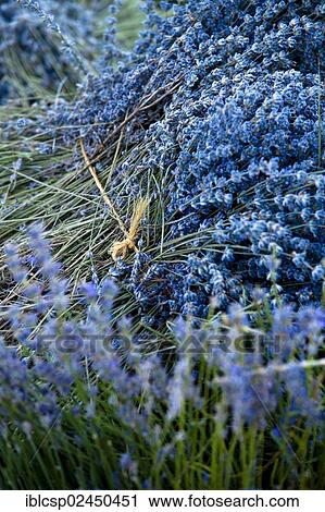 "Freshly harvested Lavender (Lavandula angustifolia), near Sault and Aurel, Chemin des Lavandes, Provence-Alpes-Cote d'Azur, Southern France, France, Europe, PublicGround, Europe" View Large Photo Image Stock Image - "Freshly harvested Lavender (Lavandula angustifolia), near Sault and Aurel, Chemin des Lavandes, Provence-Alpes-Cote d'Azur, Southern France, France, Europe, PublicGround, Europe". Fotosearch