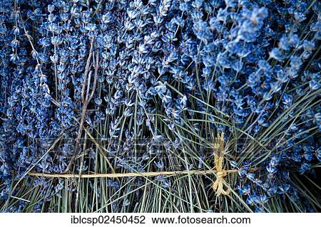 "Freshly harvested Lavender (Lavandula angustifolia), near Sault and Aurel, Chemin des Lavandes, Provence-Alpes-Cote d'Azur, Southern France, France, Europe, PublicGround, Europe" View Large Photo Image Stock Image - "Freshly harvested Lavender (Lavandula angustifolia), near Sault and Aurel, Chemin des Lavandes, Provence-Alpes-Cote d'Azur, Southern France, France, Europe, PublicGround, Europe". Fotosearch