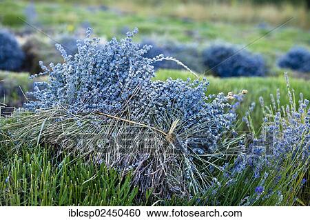 Stock Image - "Freshly harvested Lavender (Lavandula angustifolia), near Sault and Aurel, Chemin des Lavandes, Provence-Alpes-Cote d'Azur, Southern France, France, Europe, PublicGround, Europe". Fotosearch