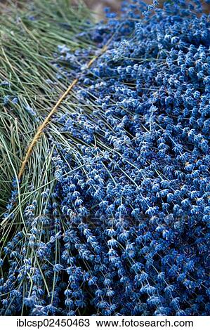 Stock Image - "Freshly harvested Lavender (Lavandula angustifolia), near Sault and Aurel, Chemin des Lavandes, Provence-Alpes-Cote d'Azur, Southern France, France, Europe, PublicGround, Europe". Fotosearch