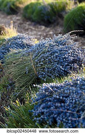 "Freshly harvested Lavender (Lavandula angustifolia), near Sault and Aurel, in the Chemin des Lavandes, Provence-Alpes-Cote d'Azur, Southern France, France, Europe, PublicGround, Europe" View Large Photo Image Stock Photo - "Freshly harvested Lavender (Lavandula angustifolia), near Sault and Aurel, in the Chemin des Lavandes, Provence-Alpes-Cote d'Azur, Southern France, France, Europe, PublicGround, Europe". Fotosearch