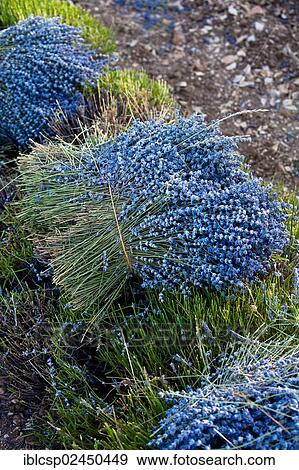 Stock Photo - "Freshly harvested Lavender (Lavandula angustifolia), near Sault and Aurel, in the Chemin des Lavandes, Provence-Alpes-Cote d'Azur, Southern France, France, Europe, PublicGround, Europe". Fotosearch
