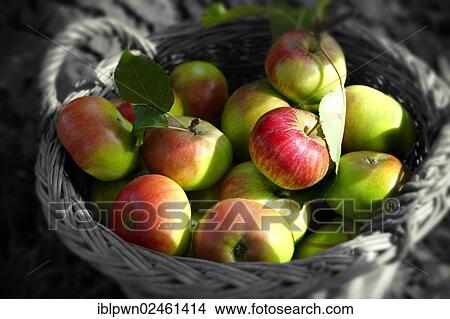 Freshly harvested organic apples in a basket View Large Photo Image Picture - Freshly harvested organic apples in a basket. Fotosearch