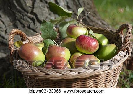 Freshly harvested organic apples in a basket View Large Photo Image Stock Photograph - Freshly harvested organic apples in a basket. Fotosearch