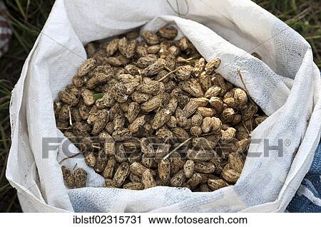 "Freshly harvested peanuts, near Candi Dasa, East Bali, Bali, Indonesia, Southeast Asia, Asia" View Large Photo Image Stock Image - "Freshly harvested peanuts, near Candi Dasa, East Bali, Bali, Indonesia, Southeast Asia, Asia". Fotosearch