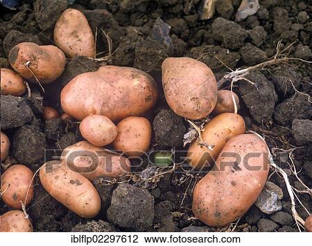 Freshly harvested potatoes View Large Photo Image Stock Image - Freshly harvested potatoes. Fotosearch