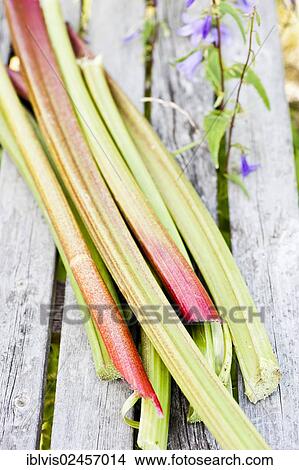 Freshly harvested rhubarb on a wooden underground in the garden View Large Photo Image Picture - Freshly harvested rhubarb on a wooden underground in the garden. Fotosearch