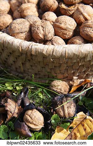 Freshly harvested Walnuts (Juglans regia) View Large Photo Image Stock Image - Freshly harvested Walnuts (Juglans regia). Fotosearch