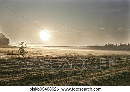 Stock Photography - "Freshly mowed lawn and a wheat field in the morning, Leutstetten, Starnberg, Upper Bavaria, Bavaria, Germany, Europe". Fotosearch
