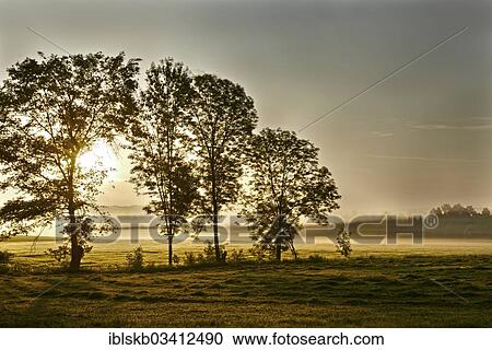Stock Image - "Freshly mowed lawn and trees in the morning, Leutstetten, Starnberg, Upper Bavaria, Bavaria, Germany, Europe". Fotosearch