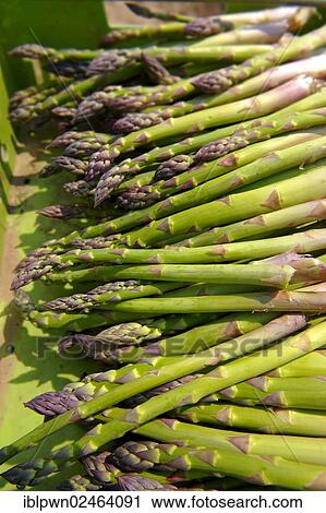 Stock Image - Freshly picked asparagus spears. Fotosearch