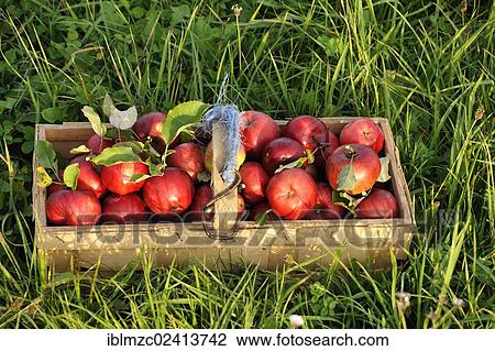 Freshly picked red Apples (Malus domestica) in a wooden basket on a meadow, Eckental, Middle Franconia, Bavaria, Germany, Europe View Large Photo Image Stock Image - Freshly picked red Apples (Malus domestica) in a wooden basket on a meadow, Eckental, Middle Franconia, Bavaria, Germany, Europe. Fotosearch