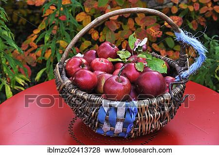 Freshly picked red Apples (Malus domestica) in a woven basket with a hook on a red garden table in front of autumn foliage, Eckental, Middle Franconia, Bavaria, Germany, Europe View Large Photo Image Stock Photo - Freshly picked red Apples (Malus domestica) in a woven basket with a hook on a red garden table in front of autumn foliage, Eckental, Middle Franconia, Bavaria, Germany, Europe. Fotosearch