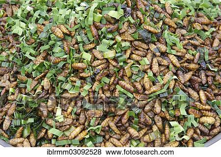 "Fried insect larvae at a market, Siem Reap, Siem Reap, Siem Reap Province, Cambodia, Asia" View Large Photo Image Stock Photo - "Fried insect larvae at a market, Siem Reap, Siem Reap, Siem Reap Province, Cambodia, Asia". Fotosearch