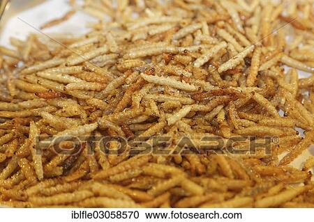 "Fried maggots at a Thai market, Hang Chat, Lampang, Northern Thailand, Thailand, Asia" View Large Photo Image Stock Image - "Fried maggots at a Thai market, Hang Chat, Lampang, Northern Thailand, Thailand, Asia". Fotosearch