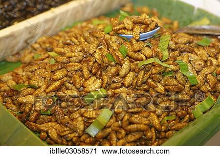 "Fried silkworms at a Thai market, Hang Chat, Lampang, Northern Thailand, Thailand, Asia" View Large Photo Image Stock Image - "Fried silkworms at a Thai market, Hang Chat, Lampang, Northern Thailand, Thailand, Asia". Fotosearch