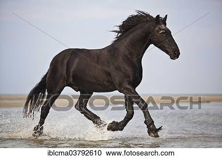 "Friesen gelding, black, trotting while roaming free on the beach, Borkum, Lower Saxony, Germany, Europe" View Large Photo Image Stock Image - "Friesen gelding, black, trotting while roaming free on the beach, Borkum, Lower Saxony, Germany, Europe". Fotosearch