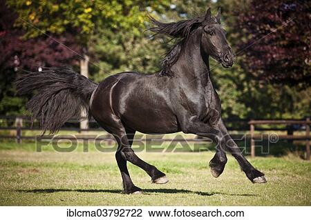 Friesian 黑色的馬 閹割 疾馳 上 Meadow 種類最齊全的圖像 Iblcma Fotosearch