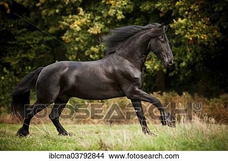 "Friesian, black horse, gelding free galloping on meadow" View Large Photo Image Picture - "Friesian, black horse, gelding free galloping on meadow". Fotosearch