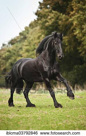 Stock Photograph - "Friesian, black horse, gelding free galloping on meadow". Fotosearch