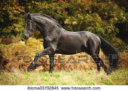 "Friesian, black horse, gelding free galloping on meadow" View Large Photo Image Stock Photography - "Friesian, black horse, gelding free galloping on meadow". Fotosearch