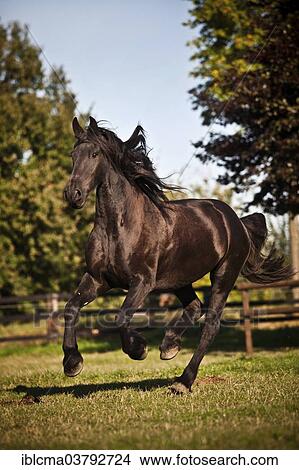 "Friesian, black horse, gelding, galloping on meadow" View Large Photo Image Picture - "Friesian, black horse, gelding, galloping on meadow". Fotosearch