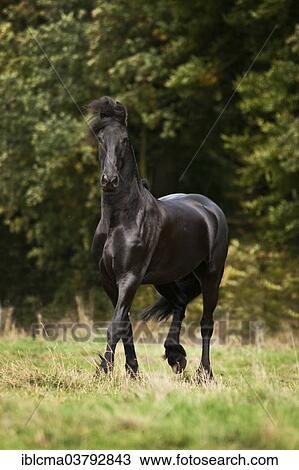 "Friesian, black horse, gelding running in the meadow" View Large Photo Image Stock Image - "Friesian, black horse, gelding running in the meadow". Fotosearch