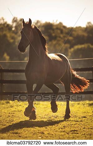 "Friesian, black horse, gelding, trotting on meadow in back light" View Large Photo Image Stock Image - "Friesian, black horse, gelding, trotting on meadow in back light". Fotosearch