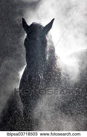 "Friesian gelding, black, steaming with backlighting" View Large Photo Image Stock Image - "Friesian gelding, black, steaming with backlighting". Fotosearch
