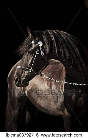 "Friesian gelding, black" View Large Photo Image Stock Photograph - "Friesian gelding, black". Fotosearch