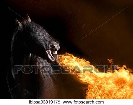 Stock Photography - "Friesian horse breathing fire, photomontage". Fotosearch