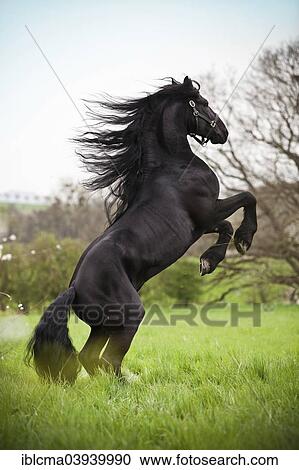 "Friesian or Frisian horse, stallion on a meadow, """"pesade"""" dressage position, airs above the ground" View Large Photo Image Stock Image - "Friesian or Frisian horse, stallion on a meadow, """"pesade"""" dressage position, airs above the ground". Fotosearch