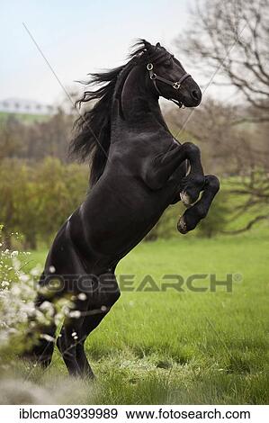 Stock Photo - "Friesian or Frisian horse, stallion on a meadow, """"pesade"""" dressage position, airs above the ground". Fotosearch