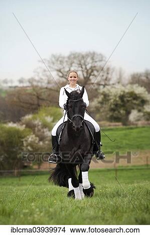 "Friesian or Frisian horse, stallion, trotting with a female rider on horseback, on a meadow, classical dressage" View Large Photo Image Picture - "Friesian or Frisian horse, stallion, trotting with a female rider on horseback, on a meadow, classical dressage". Fotosearch