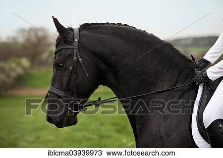 "Friesian or Frisian horse, stallion, English bridle, head position in profile" View Large Photo Image Stock Image - "Friesian or Frisian horse, stallion, English bridle, head position in profile". Fotosearch