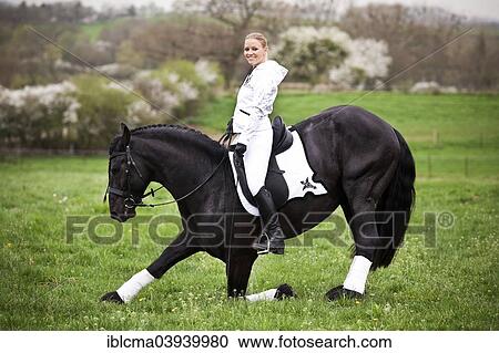 "Friesian or Frisian horse, stallion, with a female rider on horseback, on a meadow, classical dressage, """"compliment"""" on a loose rein" View Large Photo Image Stock Image - "Friesian or Frisian horse, stallion, with a female rider on horseback, on a meadow, classical dressage, """"compliment"""" on a loose rein". Fotosearch