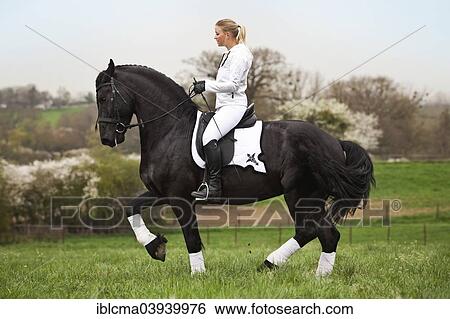 "Friesian or Frisian horse, stallion with a female rider on horseback, on a meadow, classical dressage, piaffe on a loose rein" View Large Photo Image Stock Photograph - "Friesian or Frisian horse, stallion with a female rider on horseback, on a meadow, classical dressage, piaffe on a loose rein". Fotosearch
