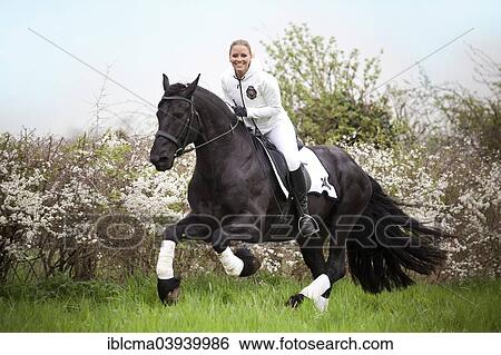 "Friesian or Frisian horse, stallion, female rider cantering" View Large Photo Image Stock Photograph - "Friesian or Frisian horse, stallion, female rider cantering". Fotosearch