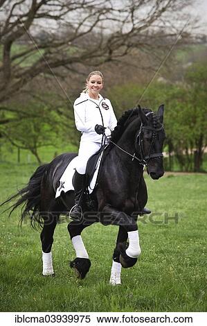 "Friesian or Frisian horse, stallion, trotting with female rider on horseback, on a meadow, classical dressage" View Large Photo Image Stock Photography - "Friesian or Frisian horse, stallion, trotting with female rider on horseback, on a meadow, classical dressage". Fotosearch
