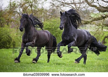 "Friesian or Frisian horses, stallions, running free on a meadow, galloping" View Large Photo Image Stock Photograph - "Friesian or Frisian horses, stallions, running free on a meadow, galloping". Fotosearch