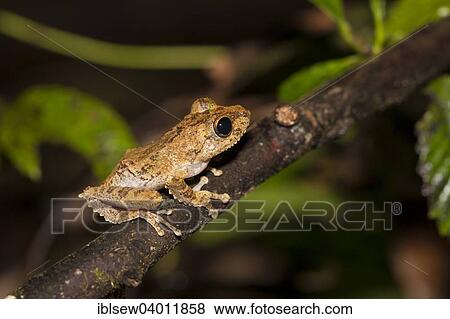 "Frilled Tree Frog (Rhacophorus appendiculatus), Kinabatangan, Sabah, Borneo, Malaysia, Asia" View Large Photo Image Stock Photo - "Frilled Tree Frog (Rhacophorus appendiculatus), Kinabatangan, Sabah, Borneo, Malaysia, Asia". Fotosearch