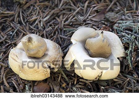 Stock Photo - "Fringed Earthstar or the Sessile Earthstar (Geastrum fimbriatum), Dolomites, South Tyrol province, Trentino-Alto Adige, Italy, Europe". Fotosearch