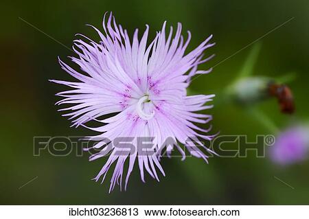 "Fringed Pink, Dianthus (Dianthus monspessulanus), flowering, North Rhine-Westphalia, Germany, Europe" View Large Photo Image Stock Image - "Fringed Pink, Dianthus (Dianthus monspessulanus), flowering, North Rhine-Westphalia, Germany, Europe". Fotosearch