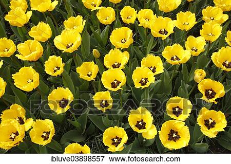 "Fringed Tulips, flower bed of blooming yellow Tulips (Tulipa)" View Large Photo Image Stock Photo - "Fringed Tulips, flower bed of blooming yellow Tulips (Tulipa)". Fotosearch