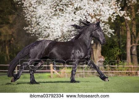 Picture - "Frisian, black horse, mare galloping in paddock in spring". Fotosearch