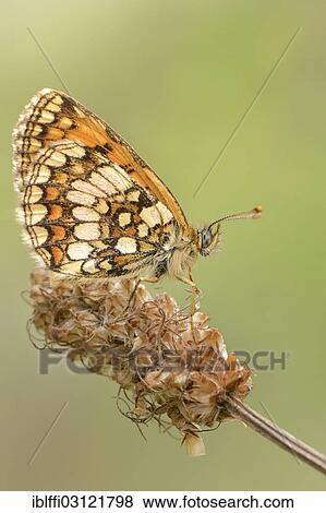 "Fritillary butterfly (melitaea spec. ), perched on a wilted flower, Valle Verzasca, Kanton Tessin, Switzerland, Europe" View Large Photo Image Stock Photo - "Fritillary butterfly (melitaea spec. ), perched on a wilted flower, Valle Verzasca, Kanton Tessin, Switzerland, Europe". Fotosearch