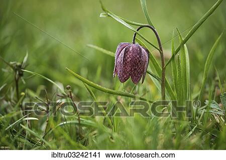 "Fritillary, snake's head fritillary or chess flower (Fritillaria meleagris), Austria, Europe" View Large Photo Image Stock Image - "Fritillary, snake's head fritillary or chess flower (Fritillaria meleagris), Austria, Europe". Fotosearch