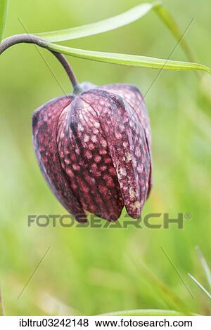 "Fritillary, snake's head fritillary or chess flower (Fritillaria meleagris), Austria, Europe" View Large Photo Image Stock Photo - "Fritillary, snake's head fritillary or chess flower (Fritillaria meleagris), Austria, Europe". Fotosearch