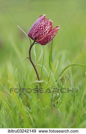 Stock Photo - "Fritillary, snake's head fritillary or chess flower (Fritillaria meleagris), Austria, Europe". Fotosearch